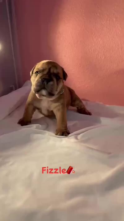Fizzle, a male English Bulldog for sale in Alba, TX – 4 of 4