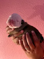 Stein, a male English Bulldog for sale in Alba, TX – 1 of 4