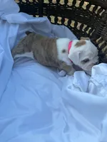 ‘Merica, a female English Bulldog for sale in Alba, TX – 8 of 10