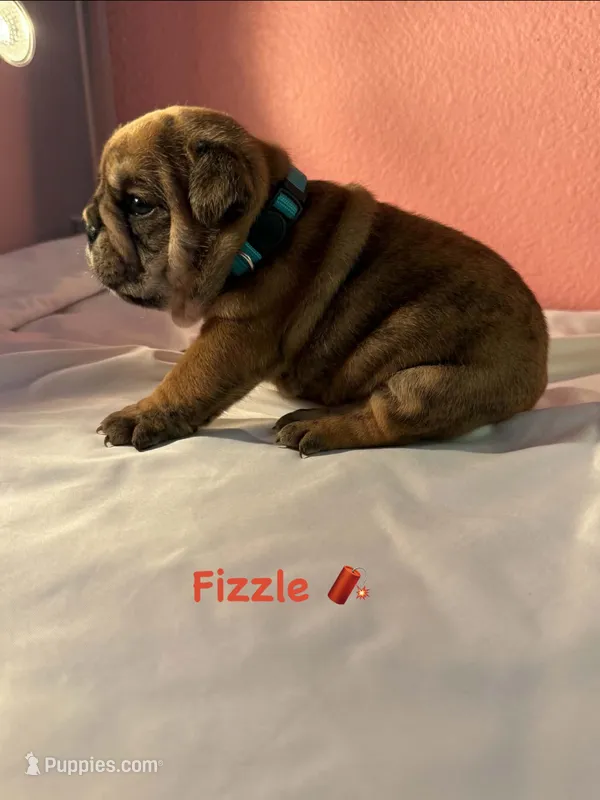 Fizzle – English Bulldog puppy for sale in Alba, TX