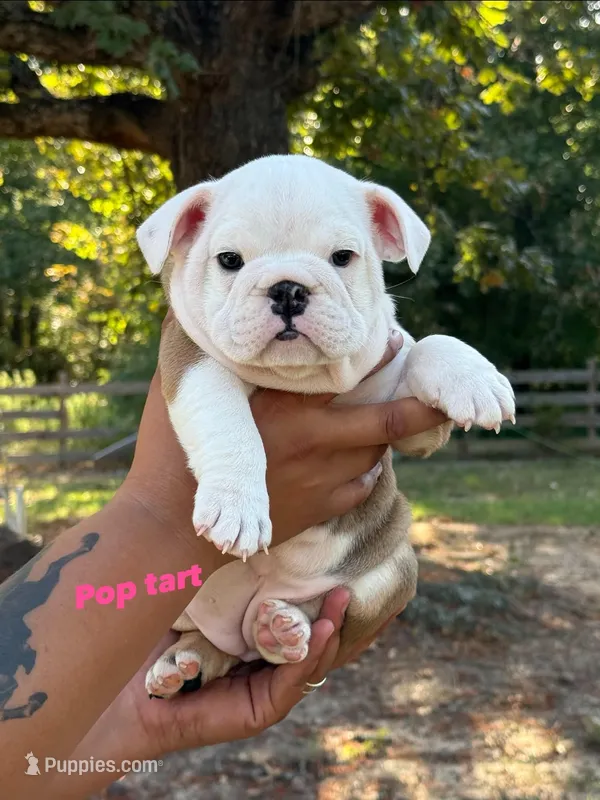 Pop Tart – English Bulldog puppy for sale in Alba, TX