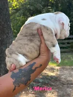 ‘Merica, a female English Bulldog for sale in Alba, TX – 5 of 10