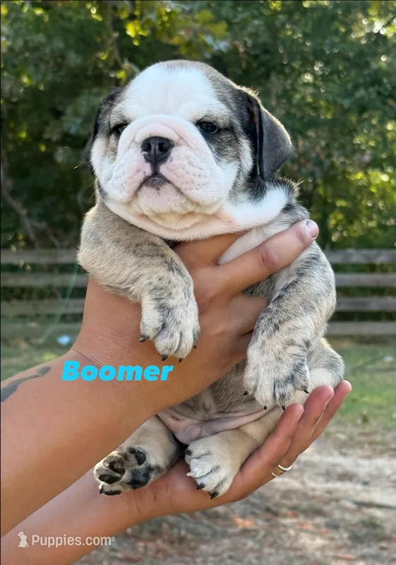 Boomer – English Bulldog puppy for sale in Alba, TX