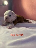 Pop Tart, a female English Bulldog for sale in Alba, TX – 4 of 4