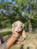 Scooter, a male English Bulldog for sale in Alba, TX – 2 of 7