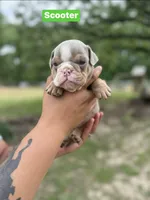 Scooter, a male English Bulldog for sale in Alba, TX – Photo 3 of 3