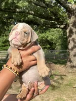 Scooter, a male English Bulldog for sale in Alba, TX – 3 of 7