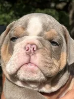 Scooter, a male English Bulldog for sale in Alba, TX – 4 of 7