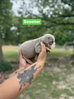 Scooter, a male English Bulldog for sale in Alba, TX – Photo 1 of 3