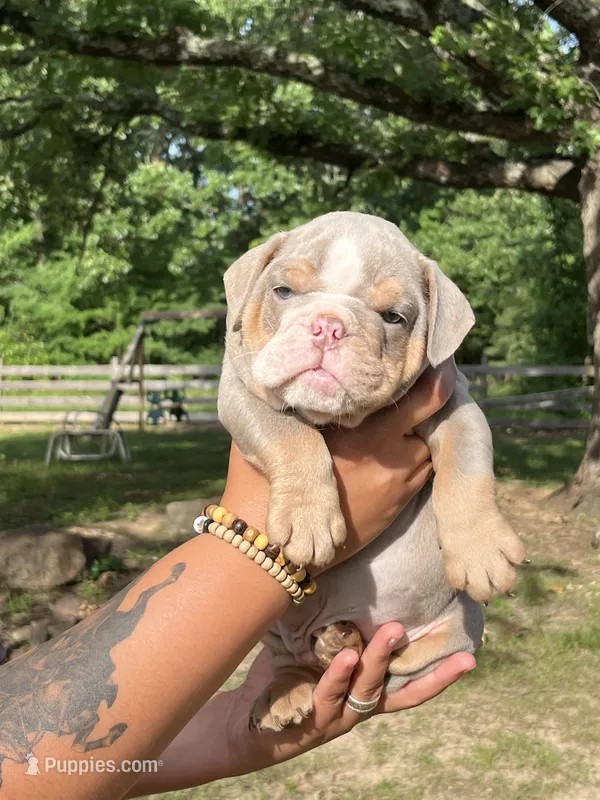 Scooter – English Bulldog puppy for sale in Alba, TX