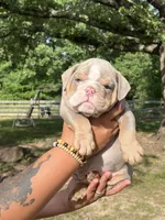 Scooter, a male English Bulldog for sale in Alba, TX – 1 of 7