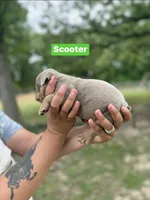 Scooter, a male English Bulldog for sale in Alba, TX – Photo 2 of 3