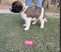 Girl, a female Saint Bernard for sale in Alba, TX – Photo 1 of 3