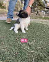 Girl, a female Saint Bernard for sale in Alba, TX – Photo 3 of 3