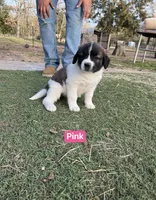 Girl, a female Saint Bernard for sale in Alba, TX – Photo 2 of 3