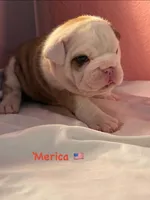 ‘Merica, a female English Bulldog for sale in Alba, TX – 1 of 4