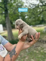 Royce, a male English Bulldog for sale in Alba, TX – Photo 3 of 3