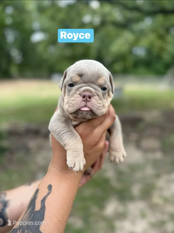 Royce – English Bulldog puppy for sale in Alba, TX