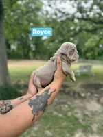 Royce, a male English Bulldog for sale in Alba, TX – Photo 2 of 3