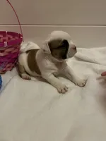 Chachi, a female English Bulldog and American Bully for sale in Alba, TX – Photo 3 of 5