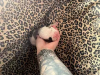 Chachi, a female English Bulldog and American Bully for sale in Alba, TX – Photo 2 of 2