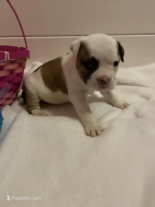 Chachi – English Bulldog, American Bully puppy for sale in Alba, TX
