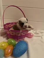 Chachi, a female English Bulldog and American Bully for sale in Alba, TX – Photo 2 of 5