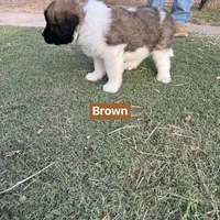 Boy 2, a male Saint Bernard for sale in Alba, TX – Photo 3 of 3
