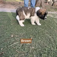 Boy 2, a male Saint Bernard for sale in Alba, TX – Photo 2 of 3