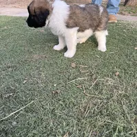Boy 2, a male Saint Bernard for sale in Alba, TX – Photo 1 of 3