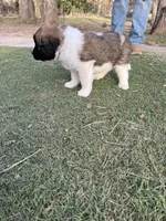 Boy 2, a male Saint Bernard for sale in Alba, TX – Photo 1 of 3