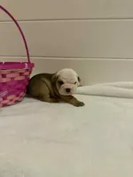 Biscuit, a male English Bulldog for sale in Alba, TX – Photo 3 of 6