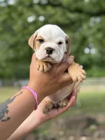 Biscuit, a male English Bulldog for sale in Alba, TX – Photo 1 of 9