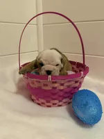 Biscuit, a male English Bulldog for sale in Alba, TX – Photo 2 of 6