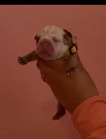 Biscuit, a male English Bulldog for sale in Alba, TX – Photo 1 of 3