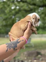 Biscuit, a male English Bulldog for sale in Alba, TX – Photo 2 of 9