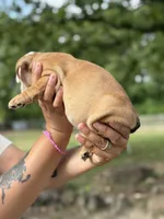 Biscuit, a male English Bulldog for sale in Alba, TX – Photo 3 of 9