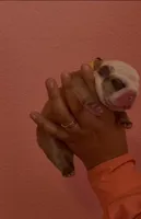 Biscuit, a male English Bulldog for sale in Alba, TX – Photo 3 of 3