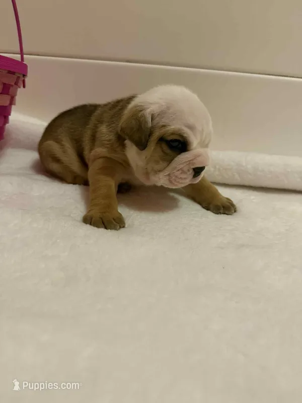 Biscuit – English Bulldog puppy for sale in Alba, TX