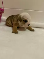 Biscuit, a male English Bulldog for sale in Alba, TX – Photo 1 of 6