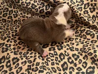 Vixen , a female English Bulldog and American Bully for sale in Alba, TX – Photo 3 of 3