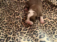 Vixen , a female English Bulldog and American Bully for sale in Alba, TX – Photo 1 of 3