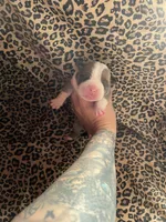 Vixen , a female English Bulldog and American Bully for sale in Alba, TX – Photo 2 of 3