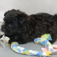 Shasta  *Puppy Videos*, a female Pomapoo and Yorkipoo for sale in Grand Island, NE – Photo 10 of 10