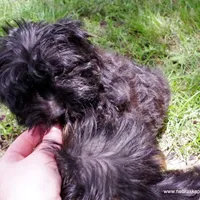 Shasta  *Puppy Videos*, a female Pomapoo and Yorkipoo for sale in Grand Island, NE – Photo 3 of 10