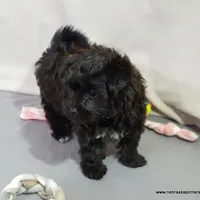 Shasta  *Puppy Videos*, a female Pomapoo and Yorkipoo for sale in Grand Island, NE – Photo 5 of 10
