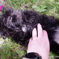 Shasta  *Puppy Videos*, a female Pomapoo and Yorkipoo for sale in Grand Island, NE – Photo 1 of 10