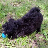 Shasta  *Puppy Videos*, a female Pomapoo and Yorkipoo for sale in Grand Island, NE – Photo 4 of 10