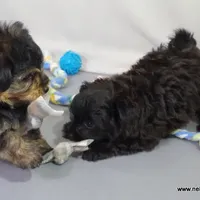 Shasta  *Puppy Videos*, a female Pomapoo and Yorkipoo for sale in Grand Island, NE – Photo 7 of 10
