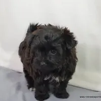 Shasta  *Puppy Videos*, a female Pomapoo and Yorkipoo for sale in Grand Island, NE – Photo 9 of 10